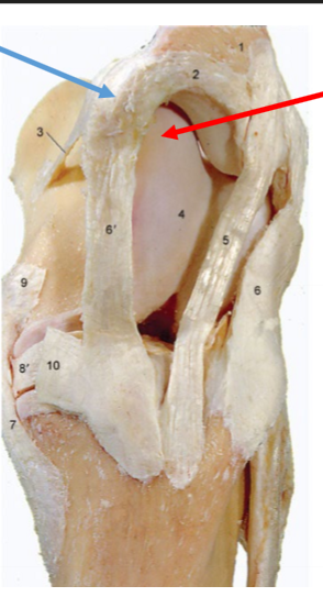 <p>Blå, Articulatio femoropatellaris</p>