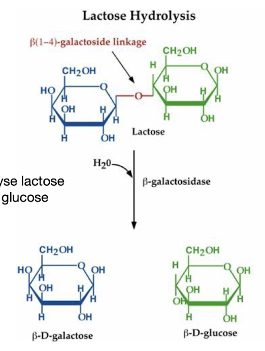 <p><strong>hydrolyse lactose, cleave it into galactose and glucose</strong></p>