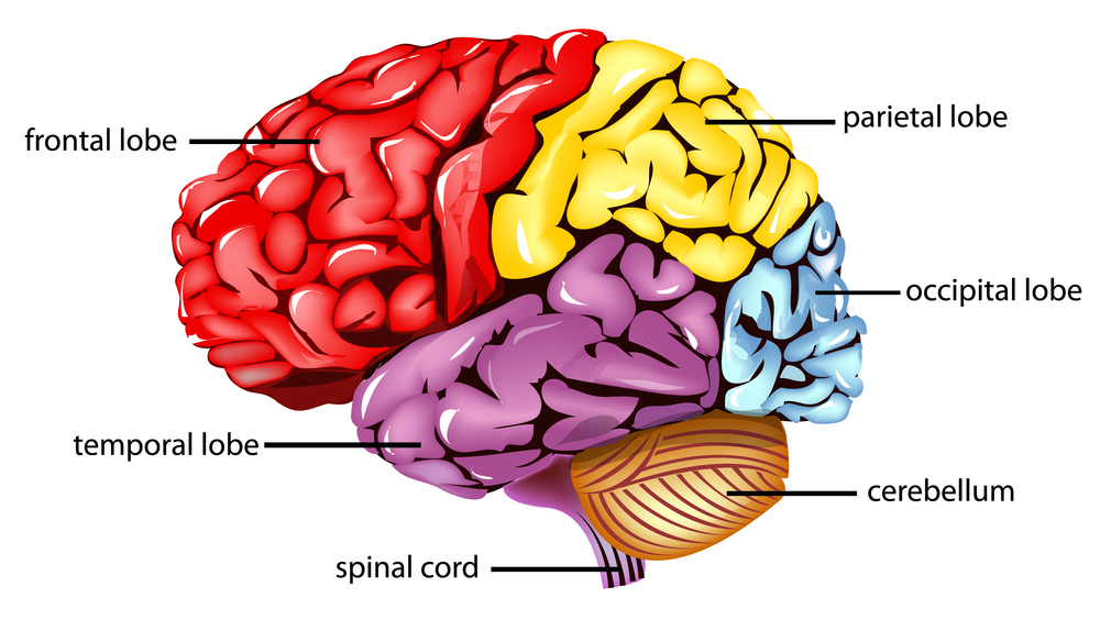 Occipital Lobe