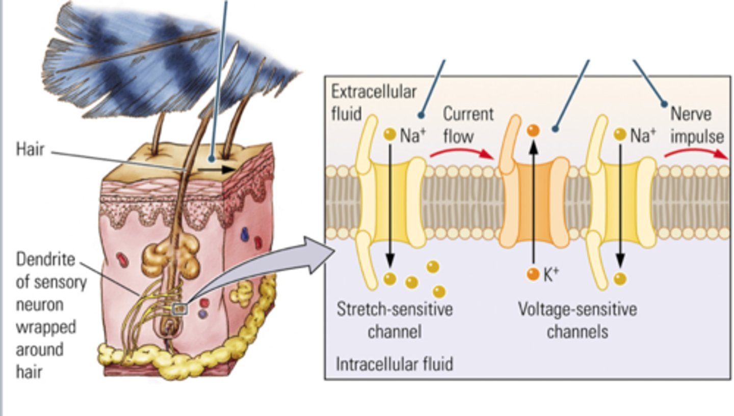 <p>in our skin all over our body that respond to temperature,pressure,and pain</p>