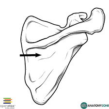 <p>name this bone or bone marking</p>