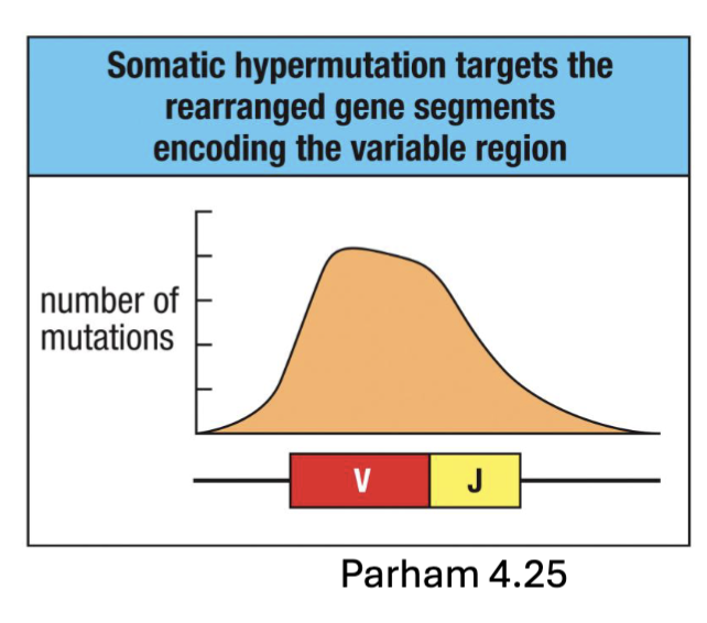 <ul><li><p><span><span>Rearranged V-region sequences are further mutated in activated B cells (</span><strong><span>Somatic Hypermutation</span></strong><span>)</span></span></p></li><li><p><span><span>Mediated by </span><strong><span>activation-induced cytidine deaminase (AID</span></strong><span>) generated in proliferating B cells</span></span></p><ul><li><p><span><span>Induces mutations during transcription when DNA strands are separated → repair errors</span></span></p></li><li><p><span><span>Single nucleotide mutations induced in variable regions (CDRs) at ~ 1 mutation per dell division (> 1 million times normal mutation rate)</span></span></p></li><li><p><span><span>Ig variable regions enriched in sequence motifs susceptible to AID (</span><strong><span>mutational hot spots</span></strong><span>) (MHS:</span></span>allows for selection of antibodies that bind better)</p></li></ul></li><li><p><span><span>B cells with mutant immunoglobulins undergo competition and are selected for higher antigen binding (</span><strong><span>affinity maturation</span></strong><span>) → go on to form plasma cells and memory B cells</span></span></p></li></ul><p>(when B cell activating make AID→ causes mutations in antibody gene sequence, can create a nick and needs to be repaired not always repaired properly</p><p><u>high mutation rate, tend to have mutation every time dell divides because of the repair error</u></p><p>the antibodies are competing with one another, if increased affinity of the B cell receptor: more signalling</p><p>strongest binding to antigen will survive and bind: affinity maturation (selected for really high affinity these will make plasma B cells or memory B cells)</p>