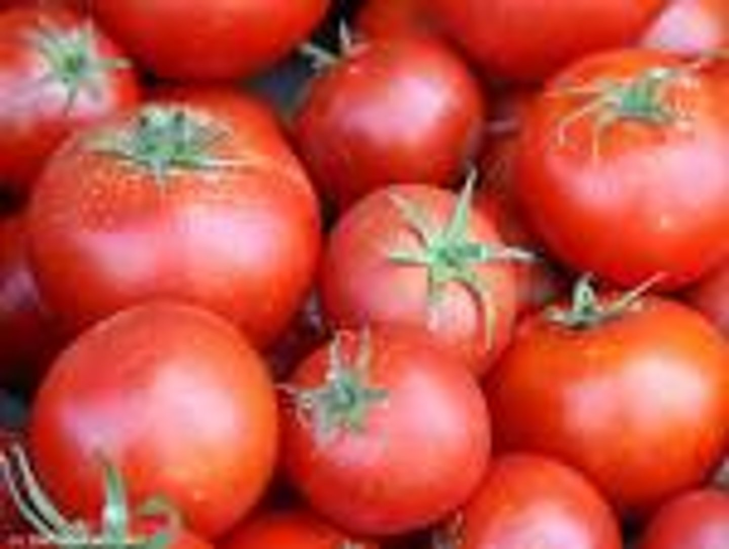 <p>los tomates</p>