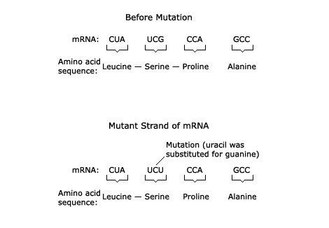 <p><span>How can a mutation have no effect on an organism?</span></p>