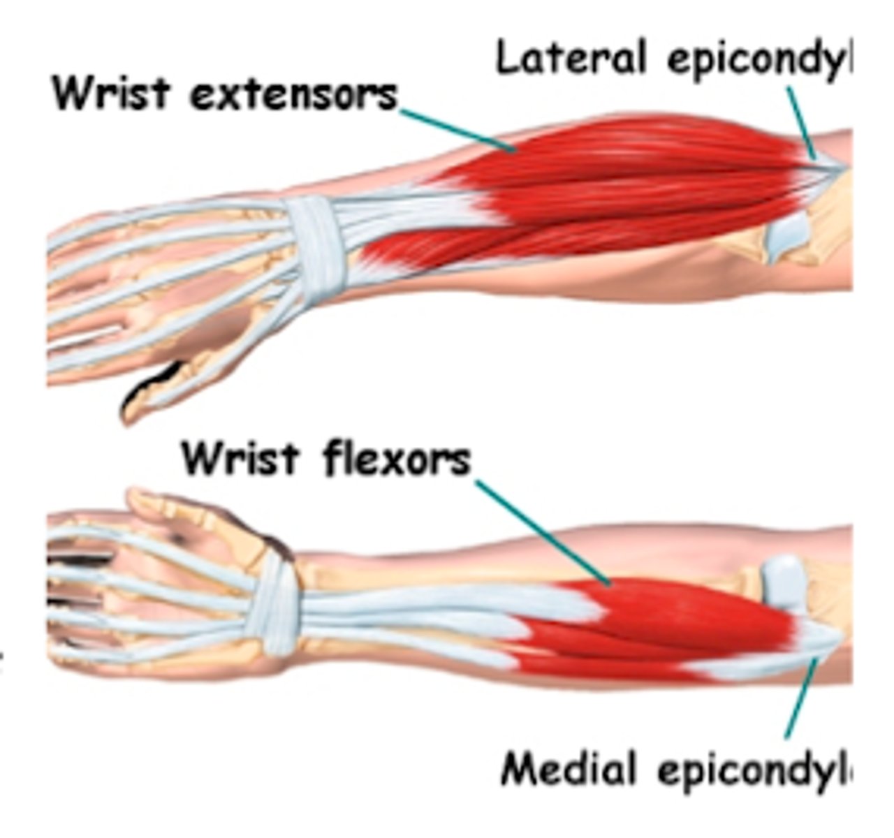 <p>extensors; flexors</p>