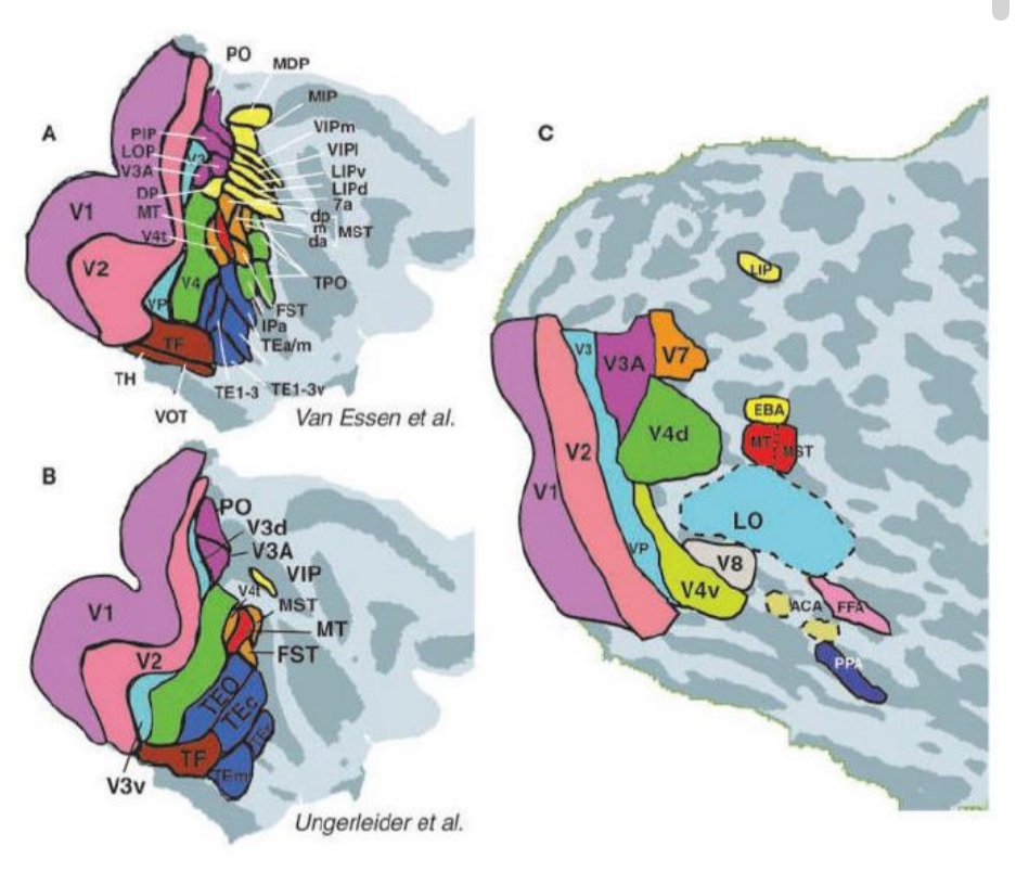 <ul><li><p>Lateral occipital complex (LOC)</p></li><li><p>Parahippocamp al Place Area (PPA): Scenery, locations</p></li><li><p>Fusiform Face Area (FFA): Faces</p></li><li><p>Extrastriate Body Area (EBA): Bodies</p></li></ul><p></p>