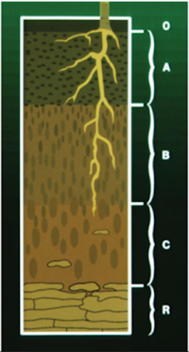 <p>As illustrated in the soil profile above/below, which soil horizon does most root activity occur?</p><p>A. R horizon</p><p>B. C horizon</p><p>C. A horizon</p><p>D. O horizon</p><p>E. B horizon</p>