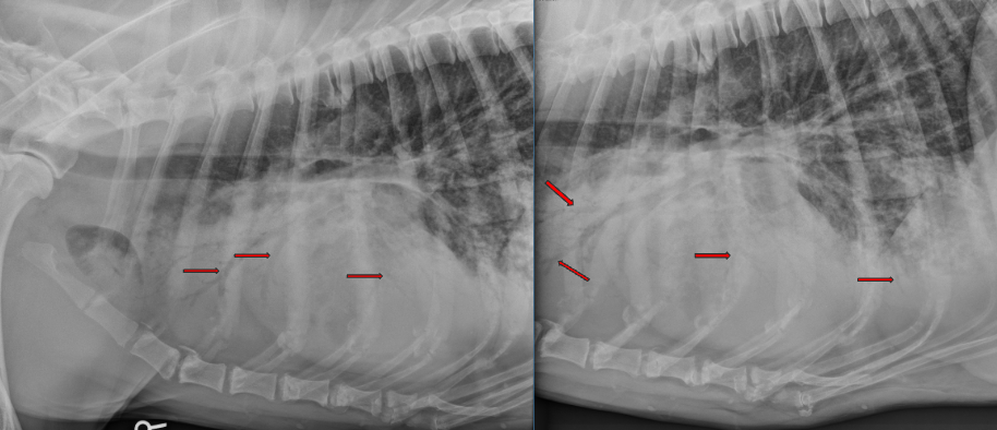<p><span style="background-color: transparent;"><span>Harry is a 7yo Boxer who underwent surgery for a gastric foreign body. He had a difficult anesthetic recovery and his ET tube contained fluid when he was extubated. The following day he&nbsp; he is febrile, depressed, tachypnea and dyspnea.</span></span></p><p><span style="background-color: transparent;"><span>What lung pattern? </span></span></p><p><span style="background-color: transparent;"><span>ddx?</span></span></p>