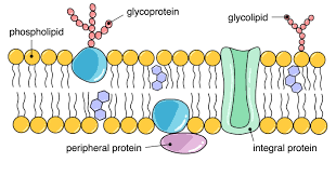 <p>It has glycoprotein , integral protein, cholestrol , peripheral proteins, channel protein</p><p></p>