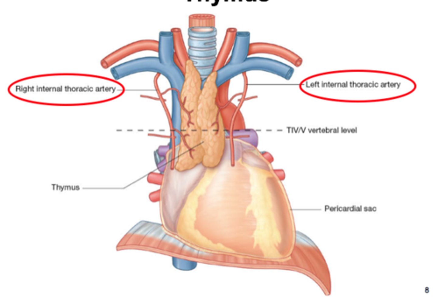 <p>This organ is supplied as follows:</p><p>- Artery: Inferior thyroid, internal thoracic, mediastinal arteries</p><p>- Nerve: <strong>Small branches</strong> of the vagus, recurrent laryngeal, phrenic</p><p>- Venous: Drains into left brachiocephalic and internal thoracic veins</p>