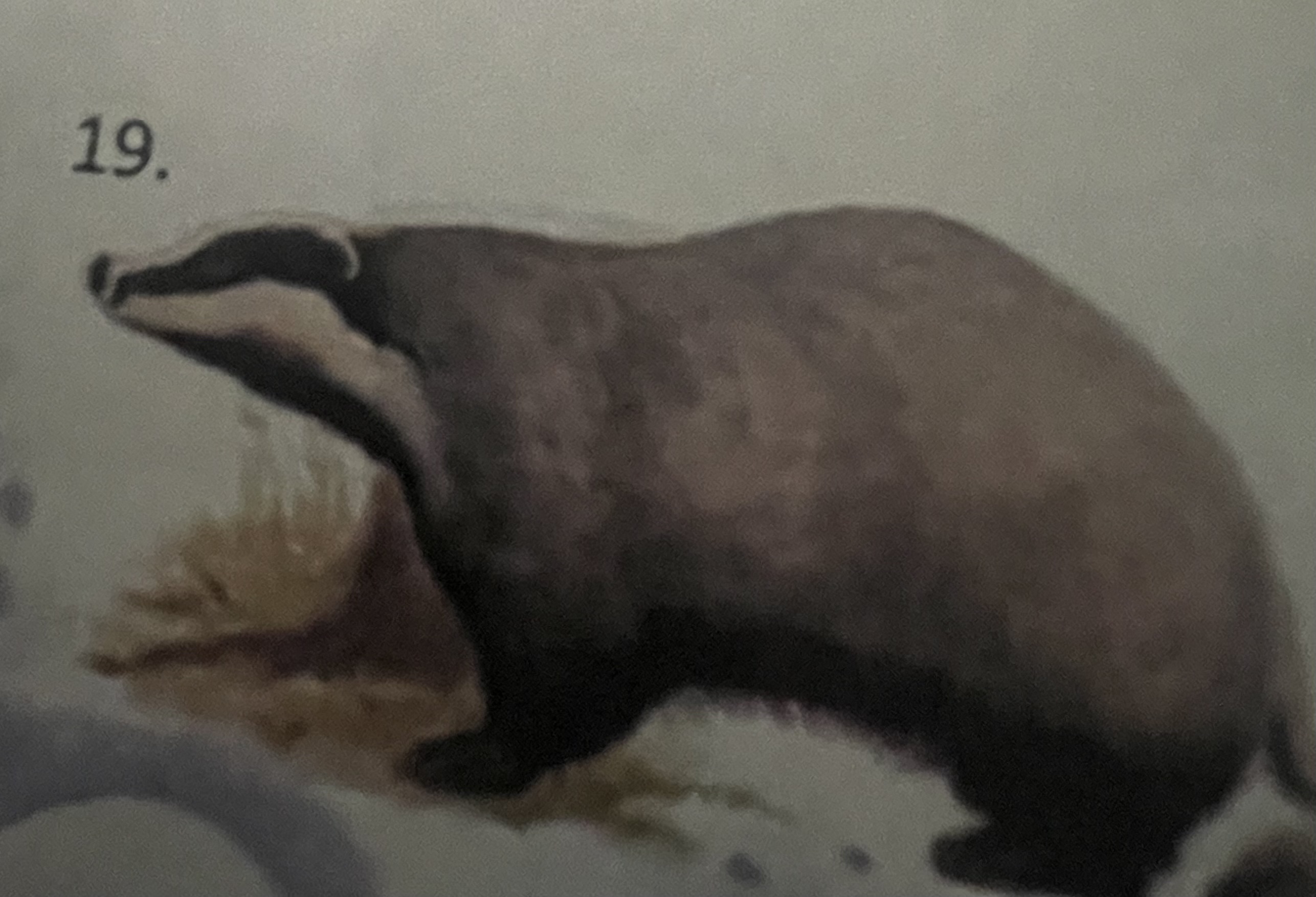 <p>mikä eläin</p>