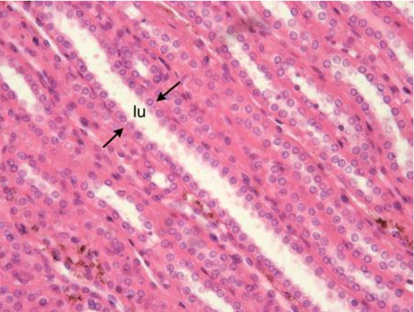 <p>simple cuboidal epithelial tissue</p>