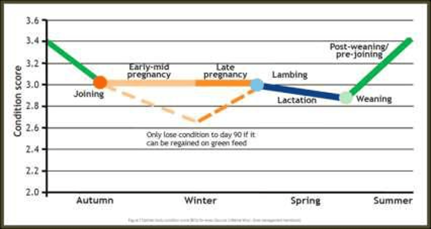 <p>To maintain weight and condition for a specific purpose, activity, or to prepare for the next breeding cycle.</p>
