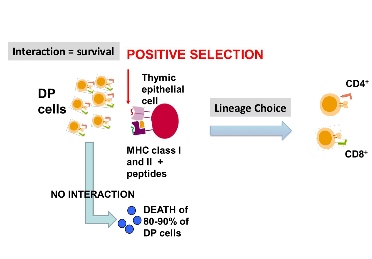 <ul><li><p>DP cells with both CD4 and CD8 receptors</p></li><li><p>thymic epithelial cells with MHC Class I and II molecules</p></li><li><p>binds to said class? lineage commit</p><ul><li><p>stop making unneeded co-receptor</p></li></ul></li><li><p>CD4 class II CD8 Class I</p></li></ul><p></p>