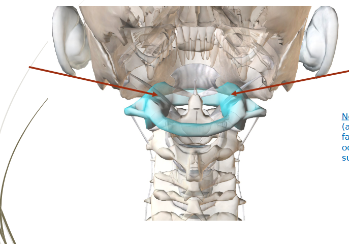 <p><strong>Atlanto-Occipital Joint (1)</strong></p>
