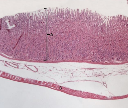 term image