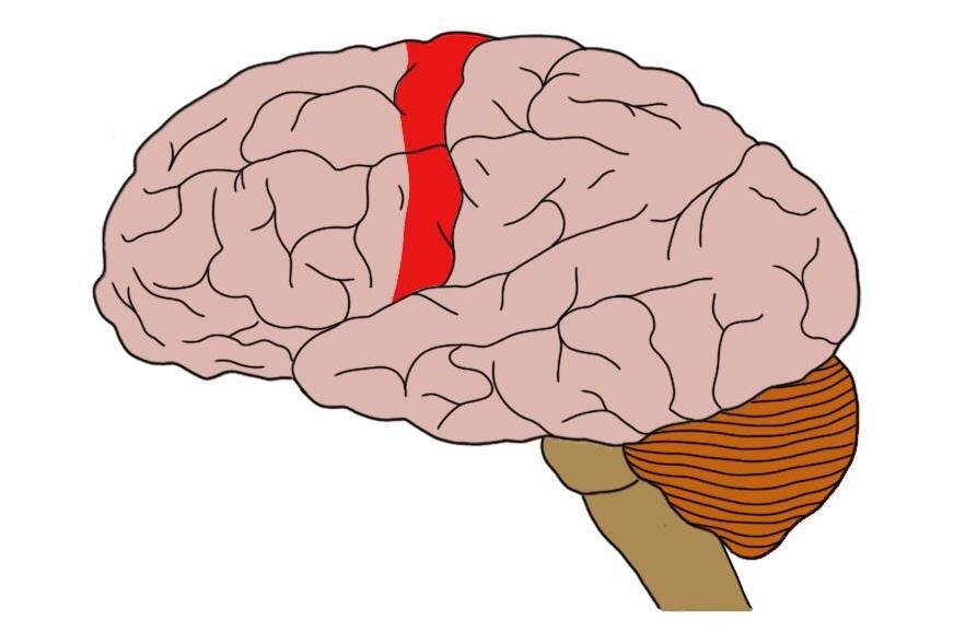 <p>precentral gyrus on both sides</p><p>Bundle of axons that go through the brain and brainstem that become white matter motor pathways in spinal cord</p><p>Areas that have fine tune control over have large surface area on cortex</p><p>Face, hands, arm</p>