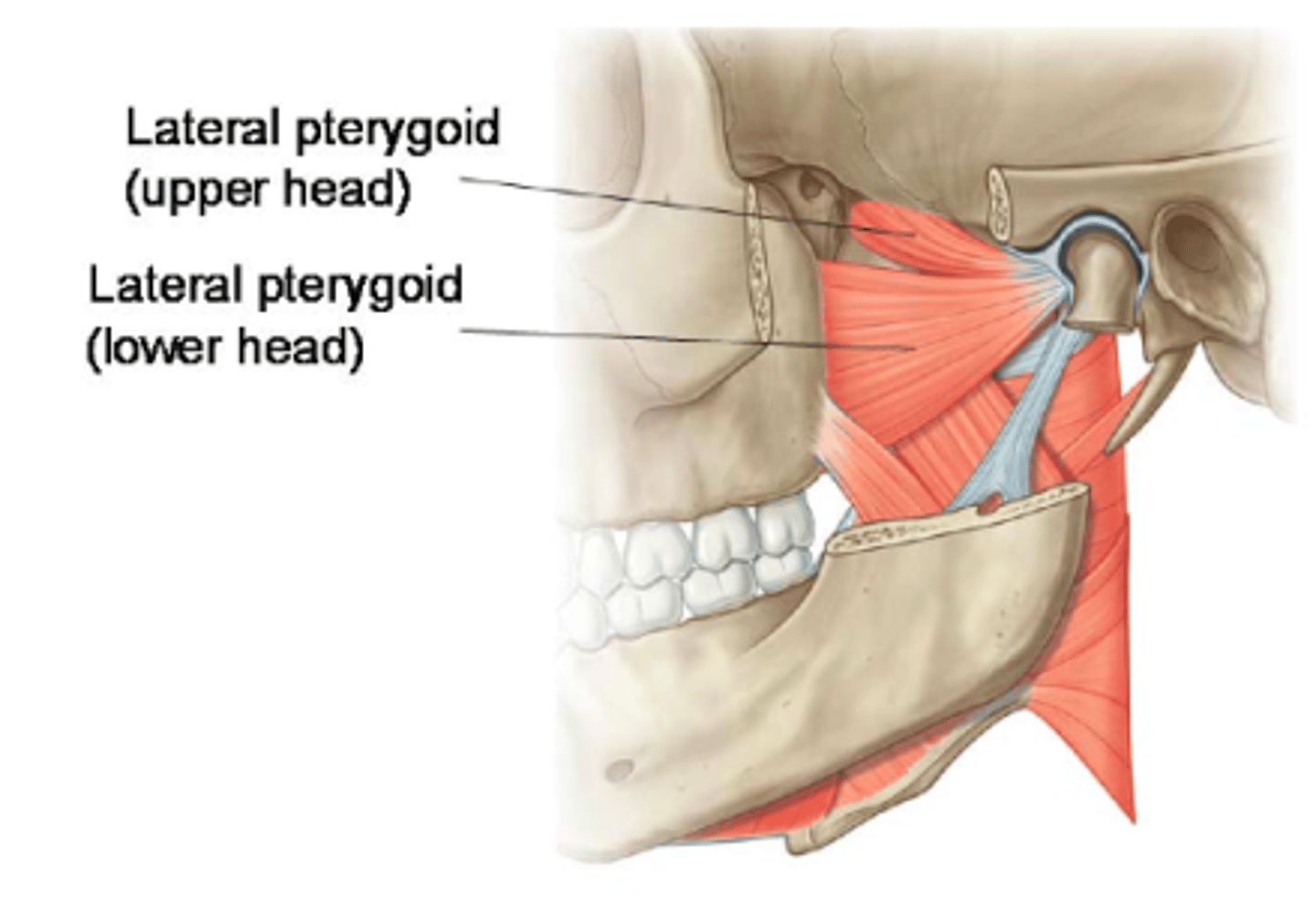 <p>lateral pterygoid plate (lateral surface) of sphenoid</p>