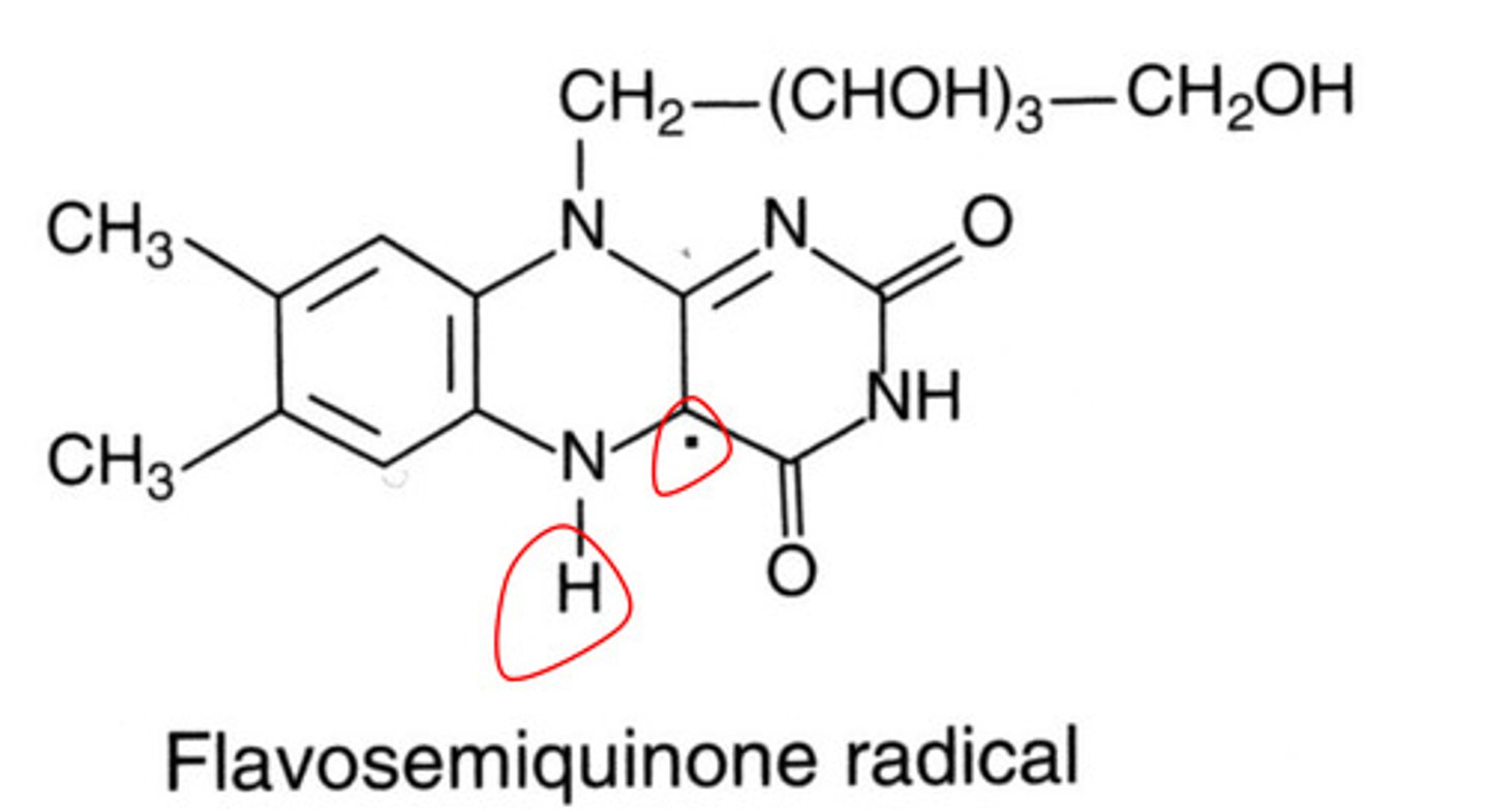 <p>Flavosemiquinone radical, red</p>