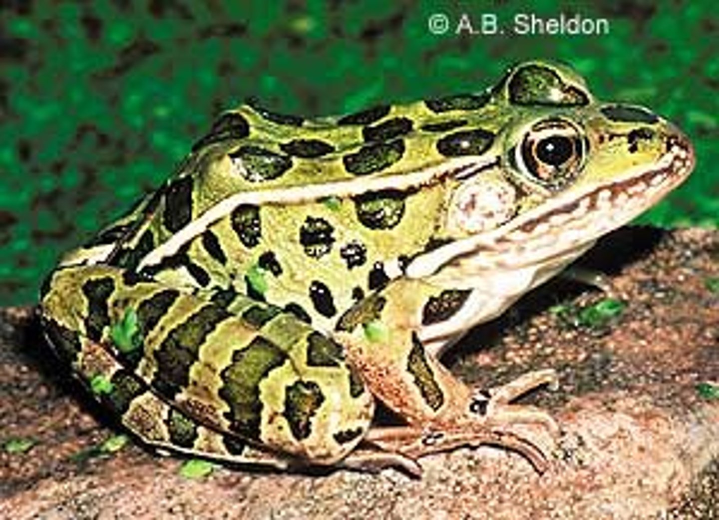 <p>True Frogs</p>