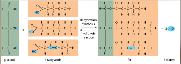 <p>Lipids consist of glycerol(3 carbon chain) and fatty acids which varies</p><p>-Aka fats or oils </p><p>-<u>insoluble</u> in water</p>