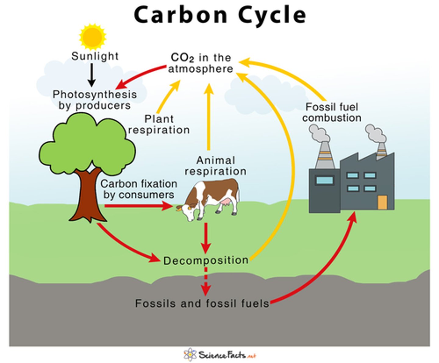 <p>The organic circulation of carbon from the atmosphere into organisms and back again</p>