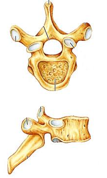 <p><span>Identify the indicated type of vertebra.</span></p>