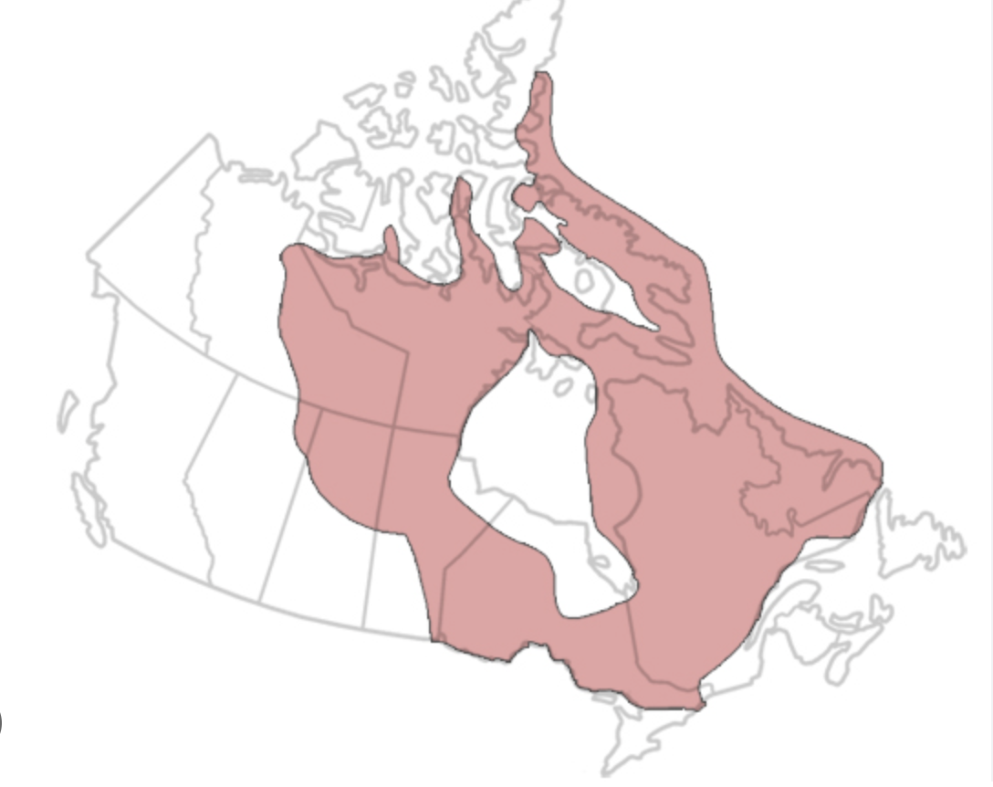 <p>tectonic province within continent that is stable &amp; consists of ancient crystalline basement rocks at surface</p>