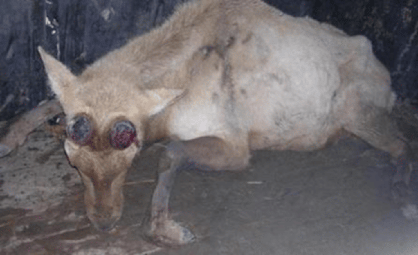 <p>-Disease of free-ranging deer</p><p>-Only TSE of wild populations &amp; naturally spreading</p><p>-Incubation period of 16 months</p><p>-Limited genetic control of susceptibility</p><p>-Unknown zoonotic potential</p>