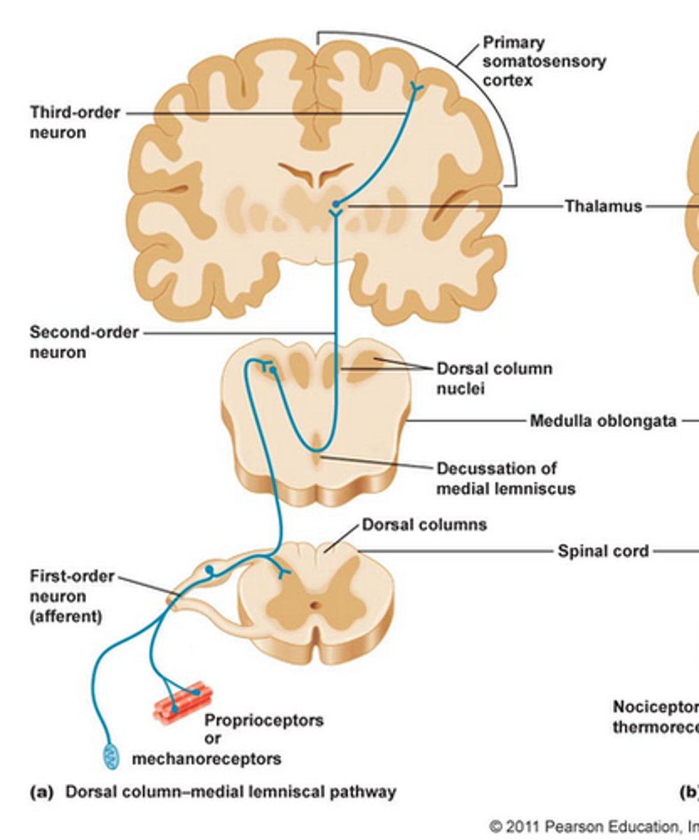 <p>Sensory signals typically travel across three neurons from their origin in the receptors to their destination in the brain. The category of neuron that detect a stimulus and transmits a signal to the spinal cord or brainstem where it synapses with another neuron is called:</p>