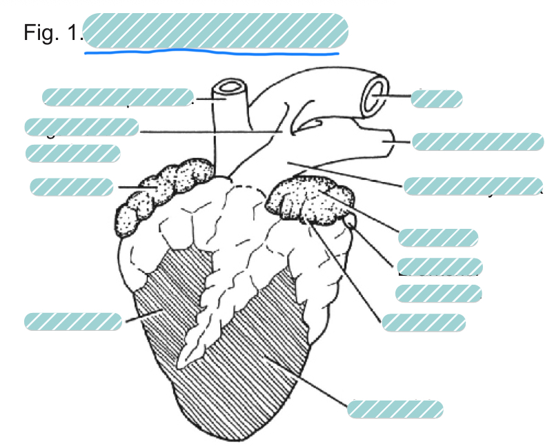 <p>What is the underlined label?</p>