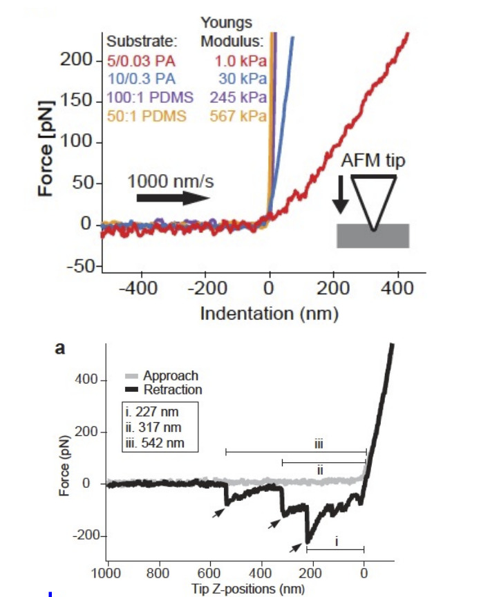 <p>slope of curve (indentation vs force → top graph) shows stiffness of material</p><p>steeper = stiffer</p><p></p><p>Area between line for Approach and Retraction represents the adhesion force </p><ul><li><p>the closer the lines are the less adhesions (bottom graph)</p></li></ul><p></p>
