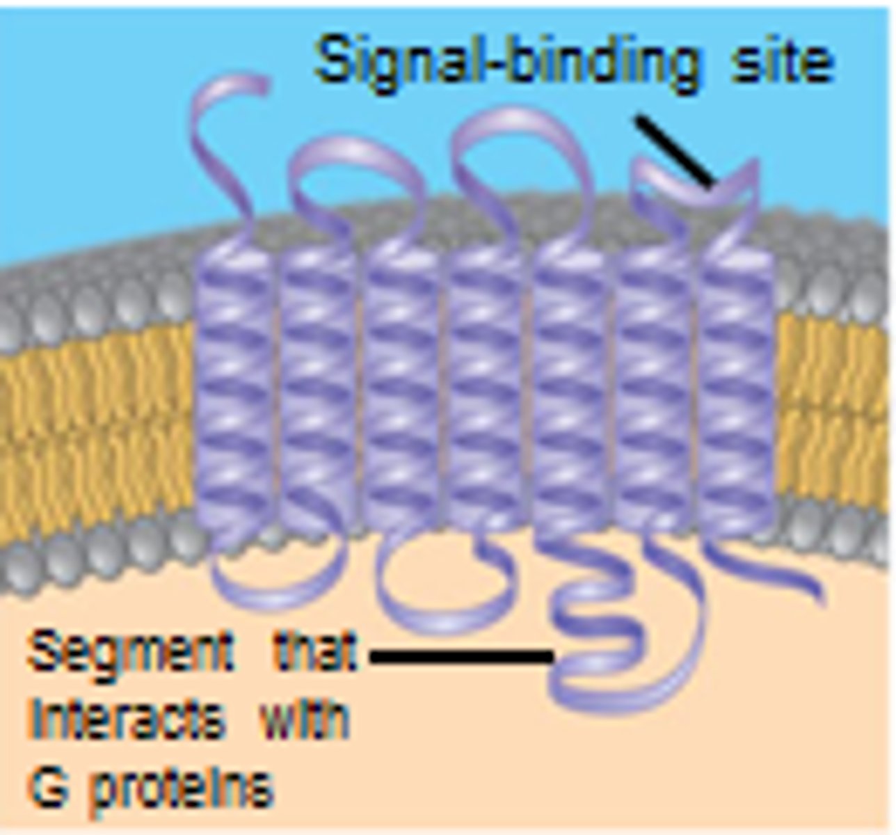 <p>receives message for g-linked protein signaling pathway. Consists of seven alpha helices that span the plasma membrane. Changes shape when ligand molecule binds.</p>