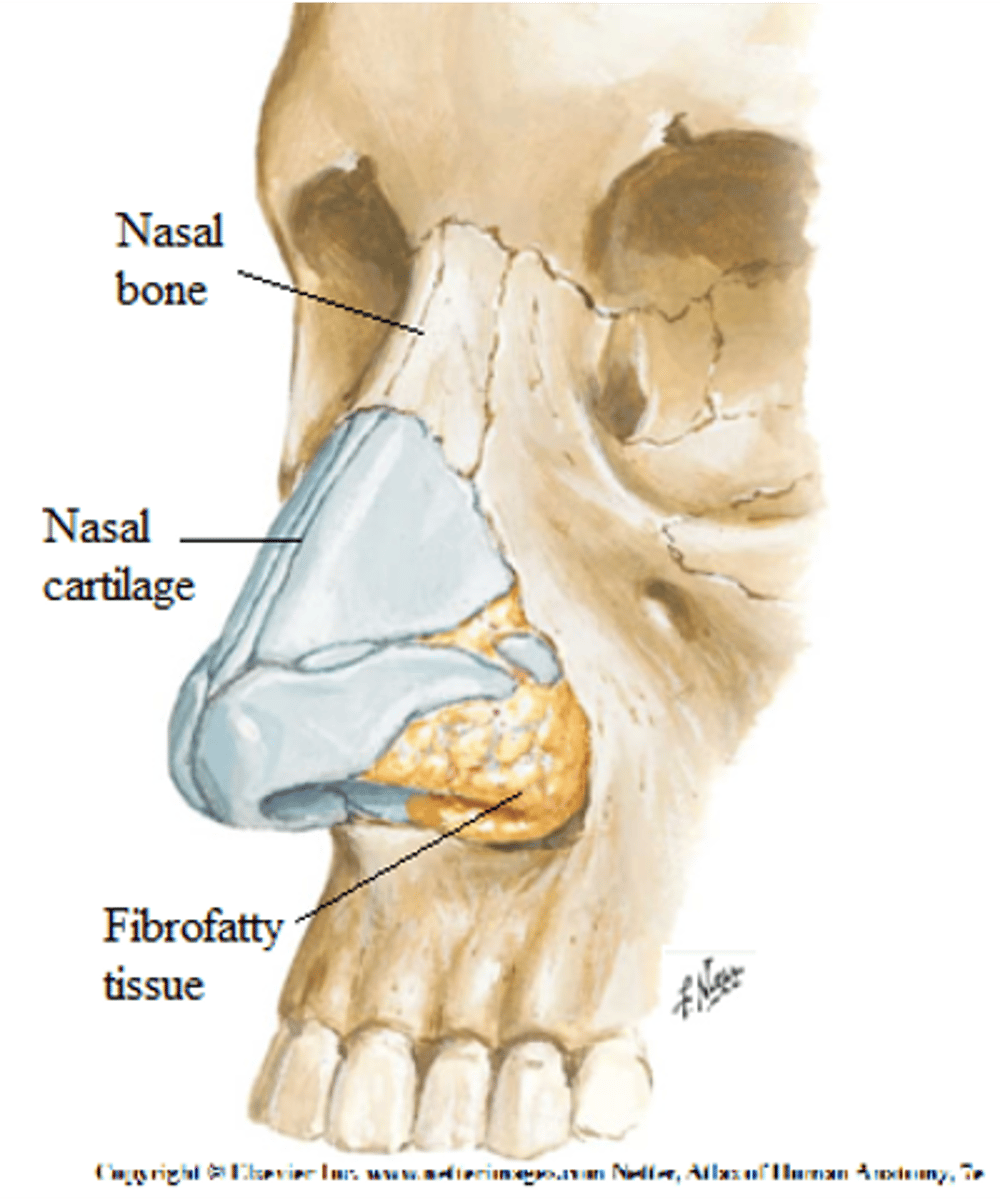 <p>1. cartilage (to strengthen the nares)</p><p>2. nasal bone</p>