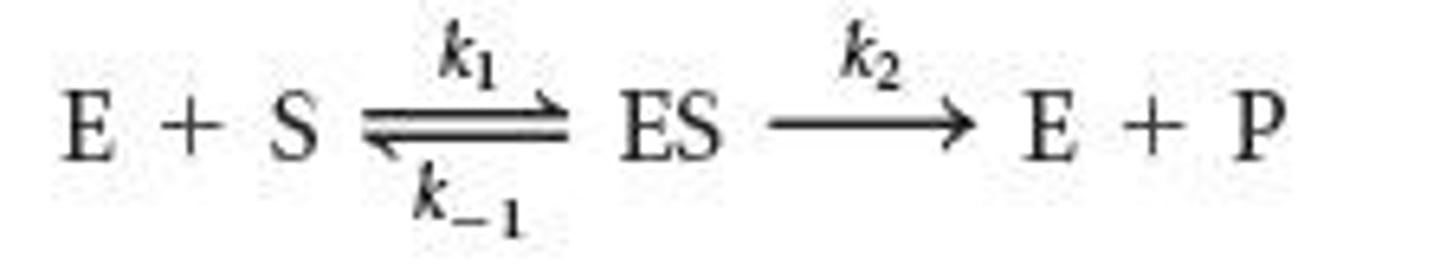 <p>It describes enzyme kinetics, measuring velocity as a function of substrate concentration with a fixed amount of enzyme.</p>