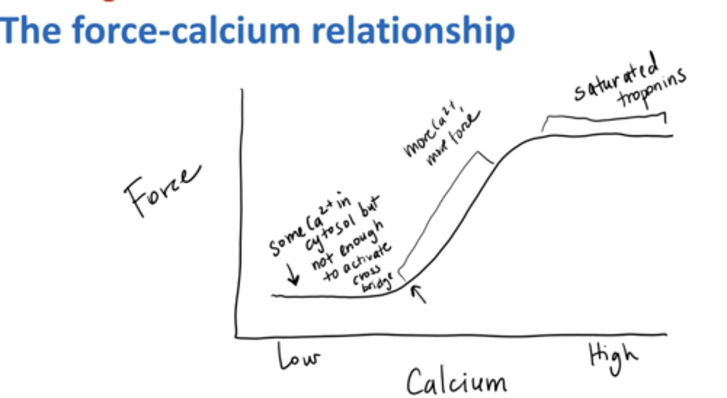 <p>The higher the calcium → the more the force</p><p>two exceptions:</p><p>1) not enough for thin filament regulatory proteins to move</p><p>2) troponin saturated w/ Ca2+</p>