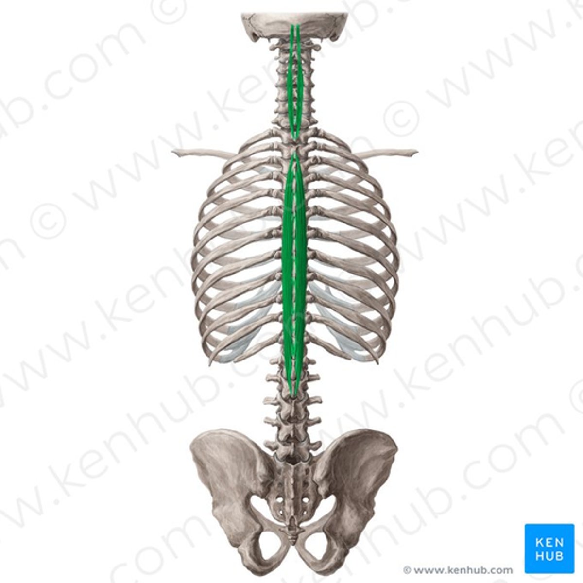 <p>Primary extensors of vertebral column and head</p><p>• Bilateral: extend vertebral column, control flexion of vertebral column</p><p>• Unilateral: laterally flex vertebral column, ipsilateral rotation of head</p>