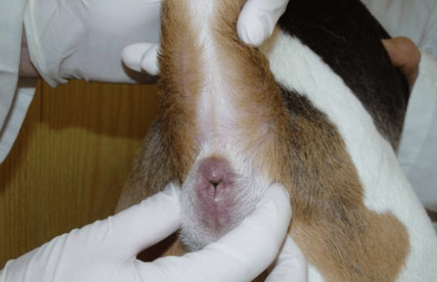 <p>what is the vet doing?</p>