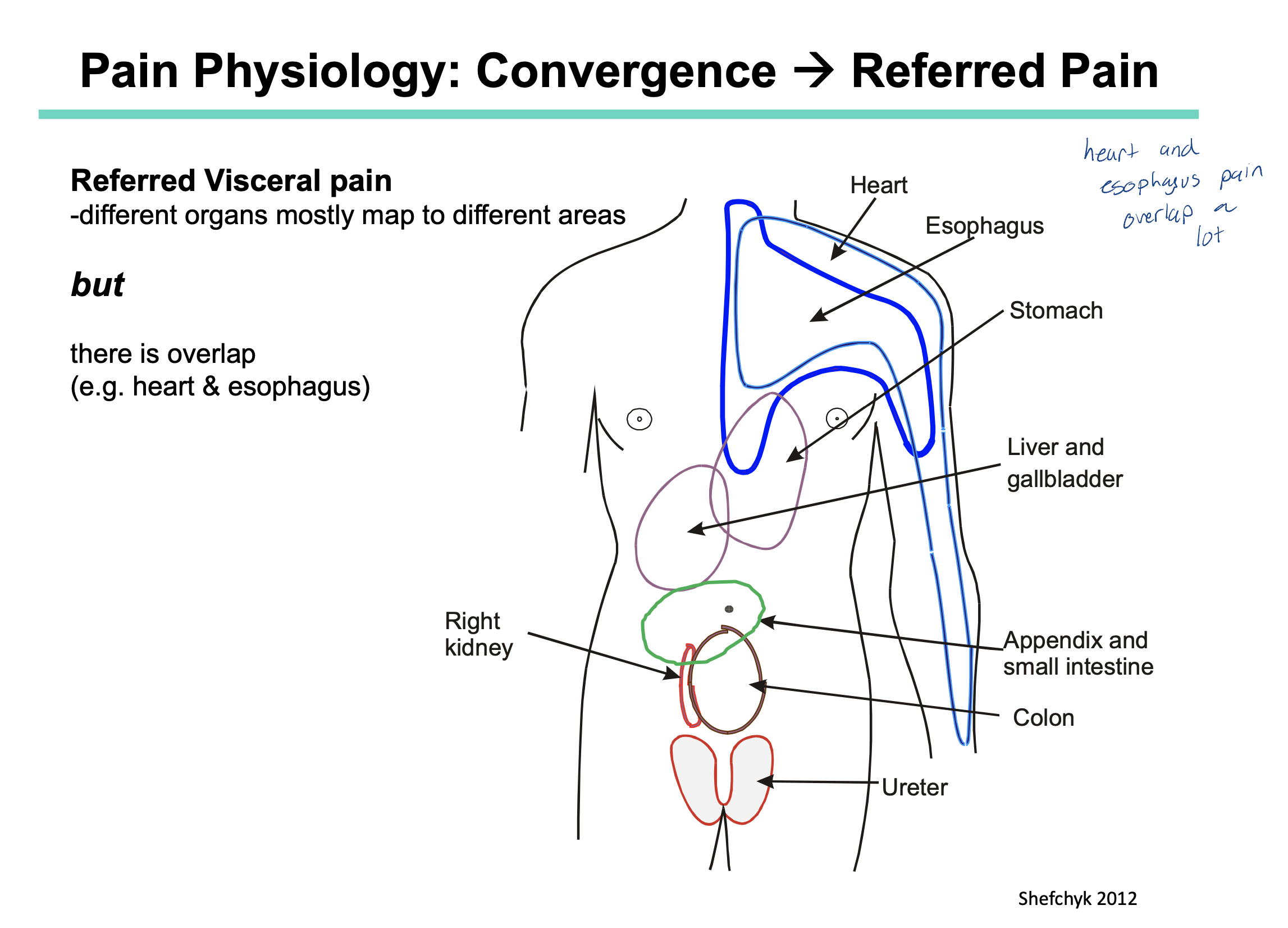 <p>Convergence is when 2 neurons synapse at the same postsynaptic neuron. (ie. 2 neurons converging onto 1) </p><p></p><p>Referred pain is when pain is felt in a area of the body that if different from where the pain’s actual origin is. </p><p></p><p>Nociceptive fibers from our skin, muscle and joints enter the spinal cord at the same point as nociceptive fibers from our organs AND they converge all at the same postsynaptic neuron. This information then travels to our brain and is interpreted using our sensory homunculus. </p><ul><li><p>recall: our sensory homunculus has more receptors present on areas such as the head, limbs, feet etc (ie places where we know what pain feels like) and less receptors (in comparison) on our organs</p></li><li><p>this is why the brain might interpret heart pain as being a sore arm</p></li><li><p>we also have areas that may overlap with other organs. Example) pain in the stomach could also be interpreted as pain in the esophagus (because these two areas overlap slightly — refer to image)  </p></li></ul><p></p>