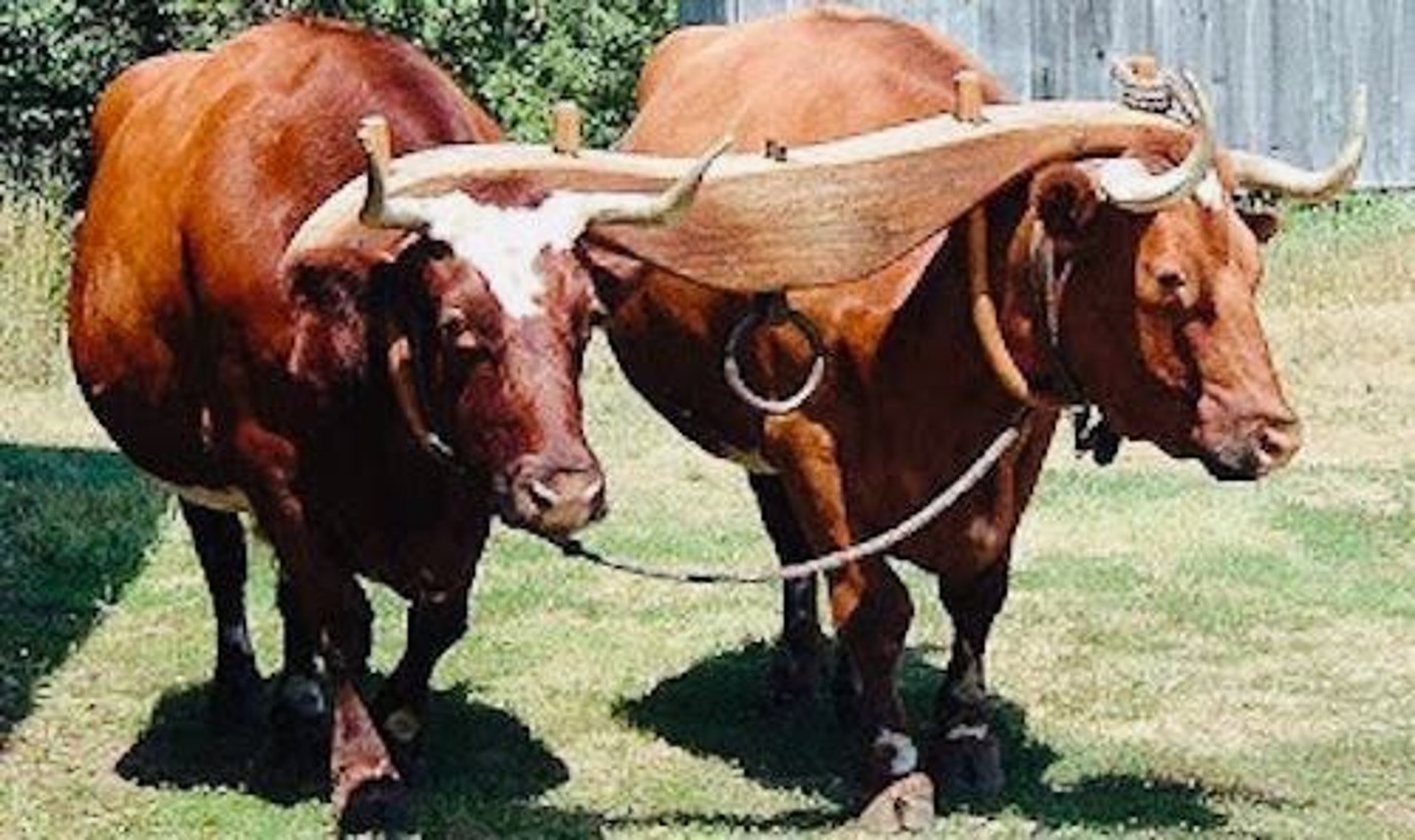 <p>Extraneous variable that may affect results.</p>