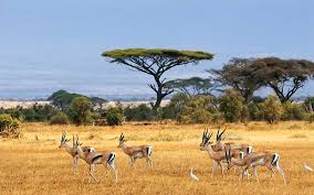 <p>sabana</p>