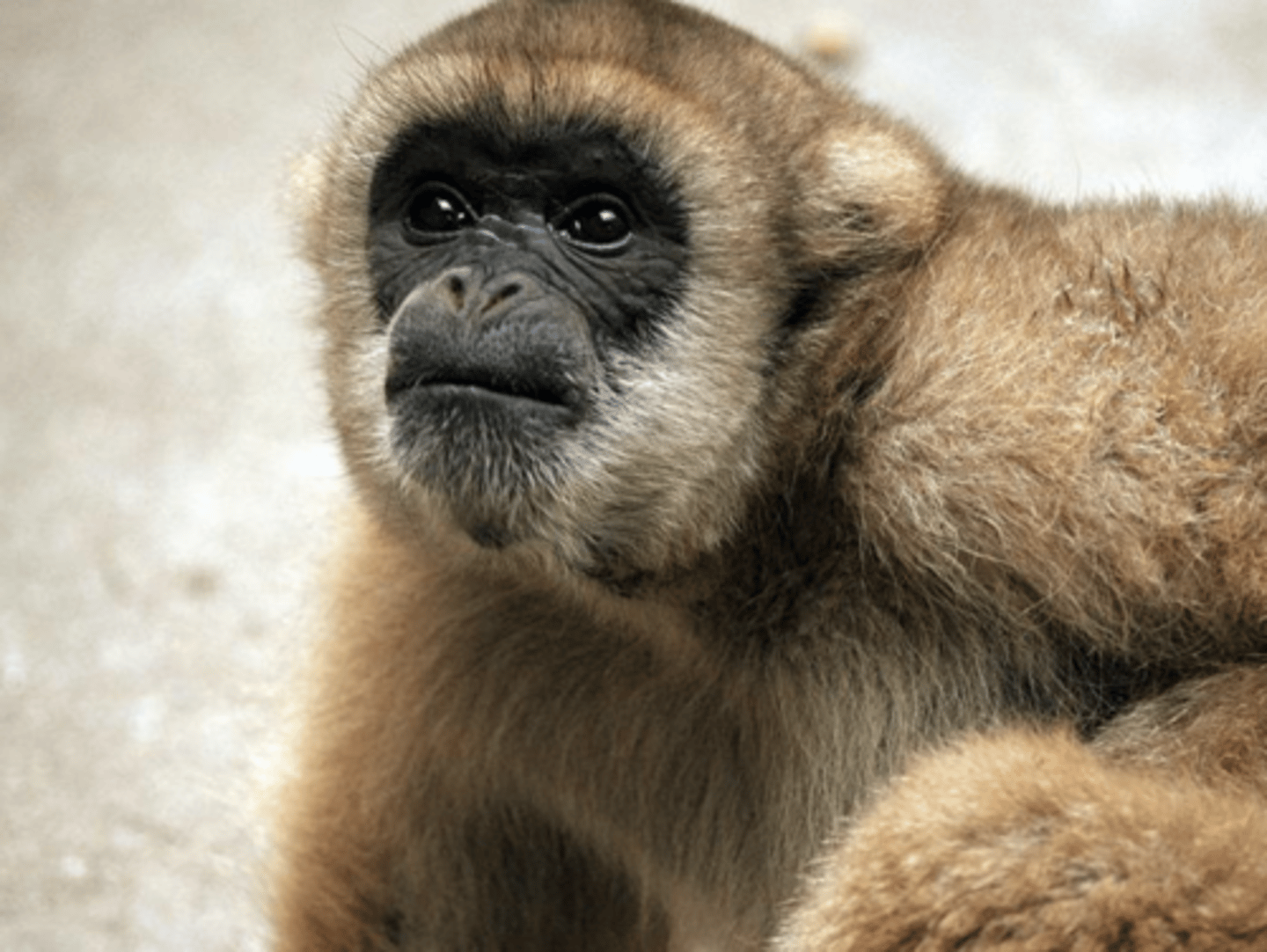 <p>Woolly Spider Monkey</p>