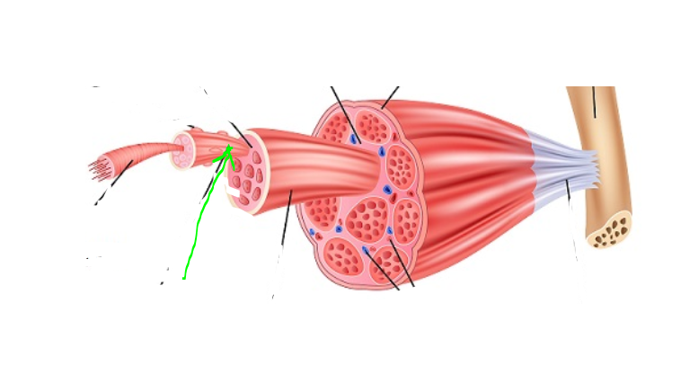 <p>Sarcolemma</p>