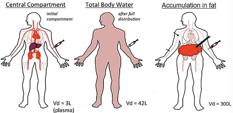 <p><span><span>Theoretical volume of a drug that would make the drug concentration equal throughout the body and plasma:</span></span></p><ul><li><p><span><span>The drug ends up in the blood (central volume) soon after it is administered. Over time, it is also distributed in the periphery (peripheral volume).</span></span></p></li><li><p><span><span>Distribution is rarely uniform. Depending on drug properties, more may stay in the blood or move into peripheral tissues</span></span></p></li></ul><p><span>⇒</span><span><span>&nbsp;the volume of distribution is apparent.</span></span></p>