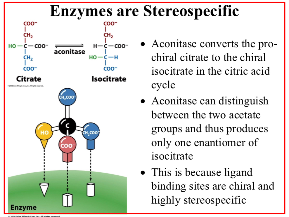 <p>Enzymes are stereospecific</p>