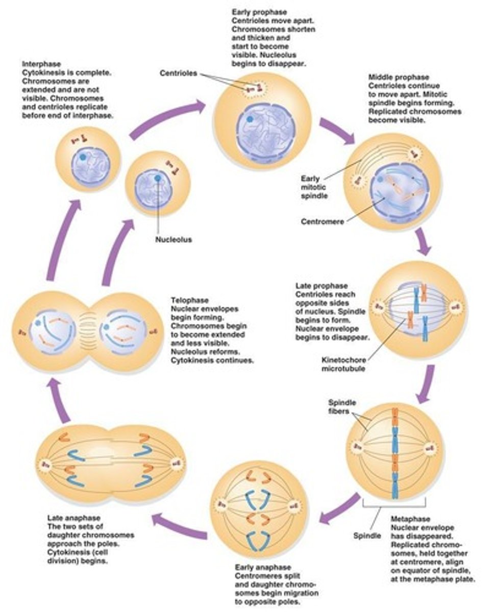 <p>(1 hour) Separation of chromosomes during cell division.</p>