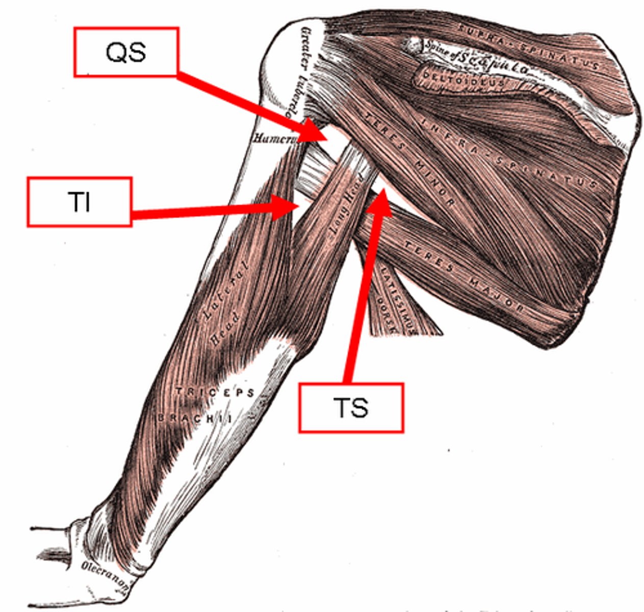 <p>teres minor, teres major, long head of triceps</p>