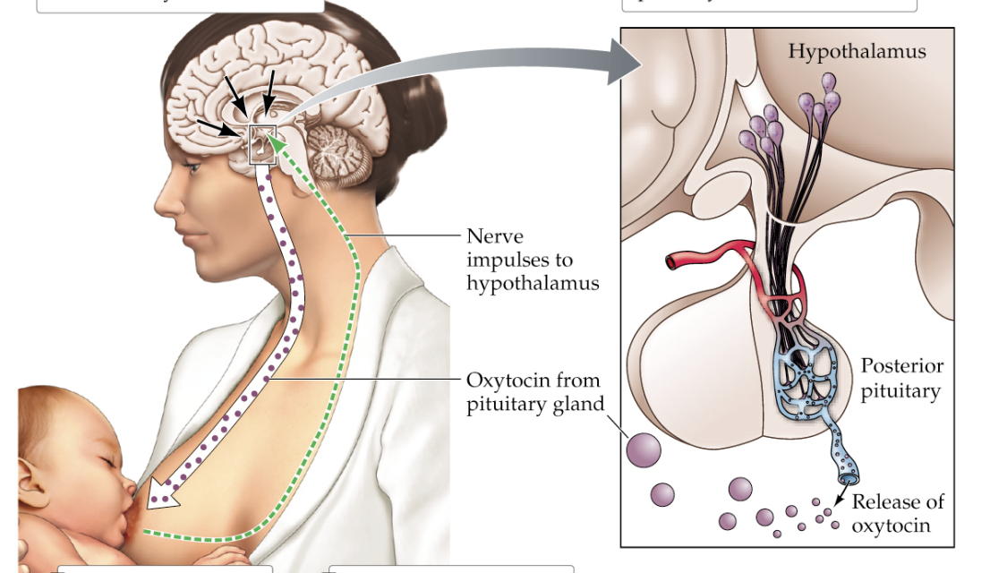 <ol><li><p>Stimulation of the mother’s nipple by the infant’s suckling response produces brain activity in the mother</p></li><li><p>This brain activity stimulates hypothalamic cells to release oxytocin from the posterior pituitary</p></li><li><p>The oxytocin causes the cells of the mammary glands to contract, thereby releasing milk</p></li><li><p>The baby, rewarded with milk, continues suckling until sated</p></li></ol><p></p>