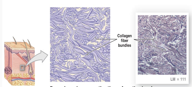 <p>skin, organ capsules, irregular arranged bundles packed with fibers for strength in all</p>