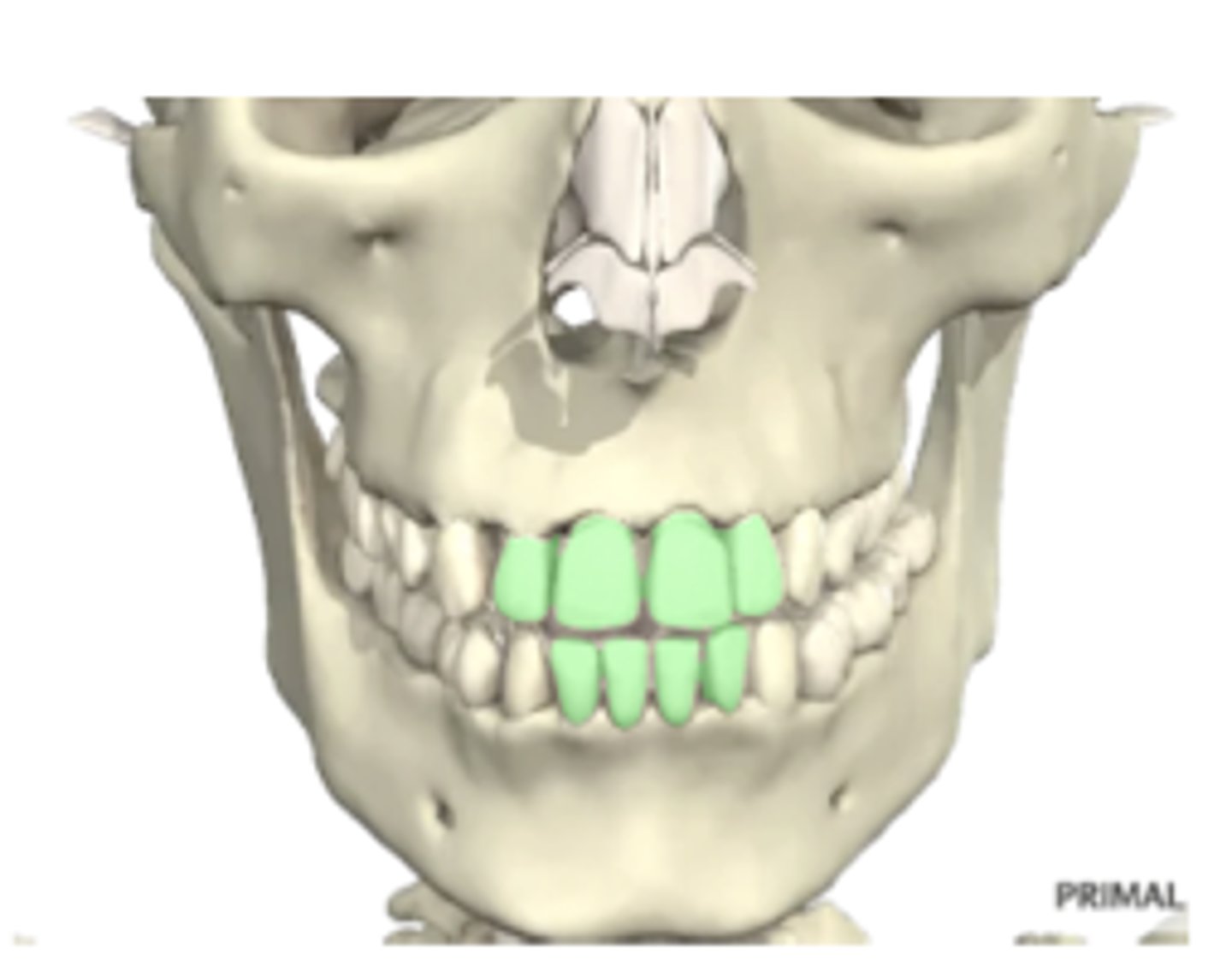 <p>6 months to 6-8 years old</p>